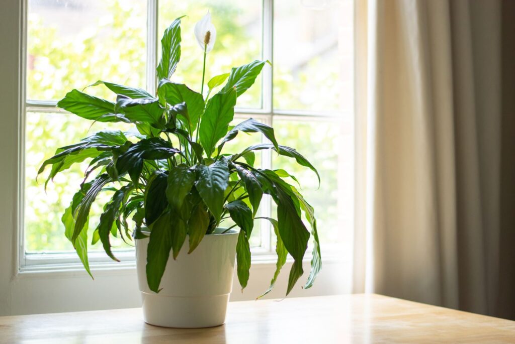 A peace lily in an apartment window