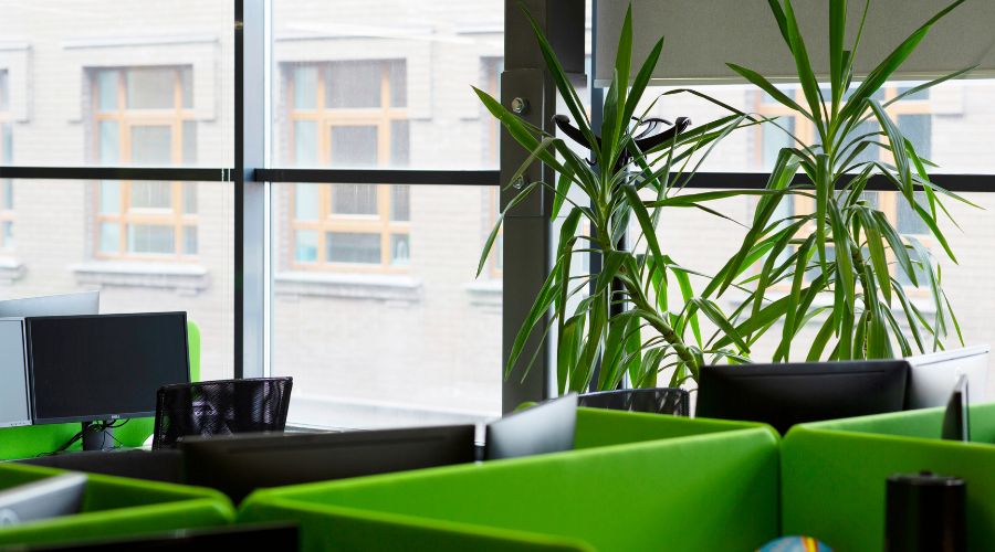 Greenery and plants in a London, Ontario office.